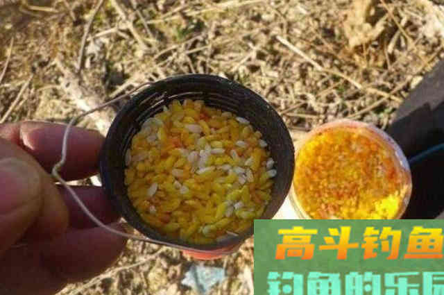 酒米只用来打窝，就是一种浪费，大板鲫狂拉不断