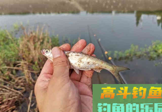 口香糖能钓到鱼吗？野河小测4小时，效果十分稳定