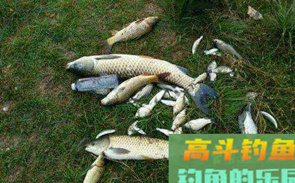 夏季野钓自制饵料配方大全