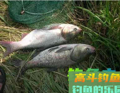 冬季要用腥，你说的是哪种腥？腥饵的种类