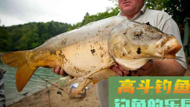 避小鱼钓大鱼，手窝两用的粮食饵，麦粒的制作和应用