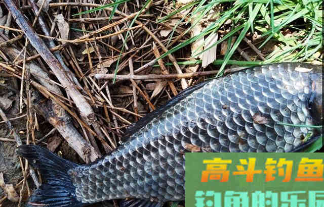 自制窝料教程分享，窝料入水鱼儿抢着吃