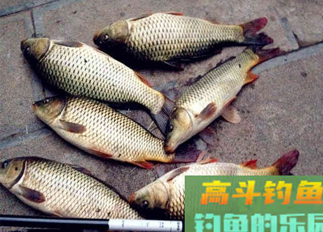 钓鱼用颗粒开拉饵，包教包会，高手小菜一碟