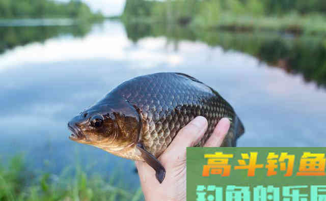 野钓鲫鱼，饵料根本不用买，用这些物料