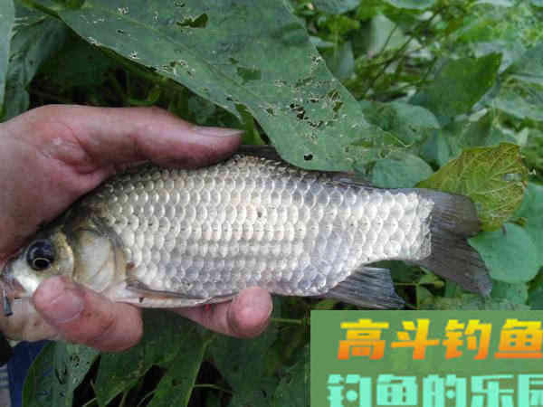 冷天钓鱼别只单挂蚯蚓红虫，多一个小步骤事半功倍