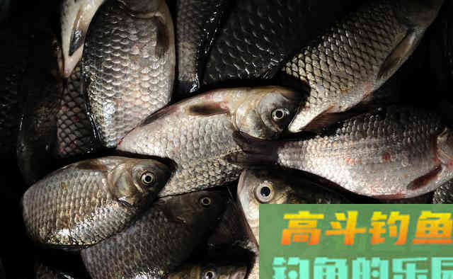 我用自制酒米打窝垂钓，钓得渔获18斤