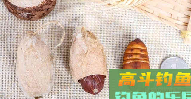 蚕蛹诱鱼能力可媲美红虫，详解一物多用的钓饵