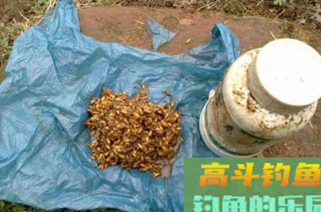 钓了三十年鲫鱼，不料这特效饵比小药还管用