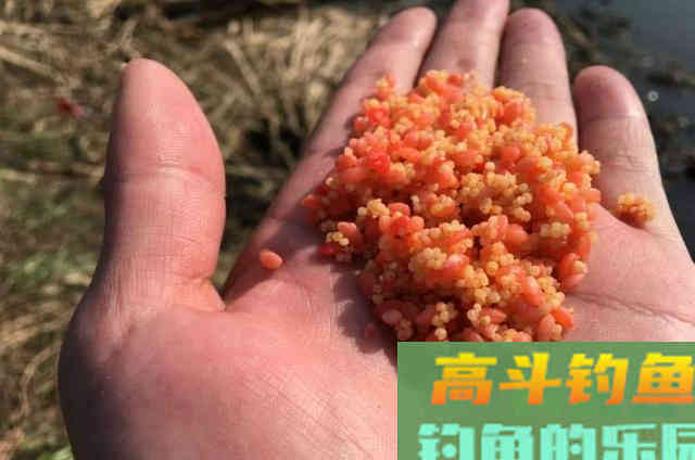 冬季钓鱼，窝子打多还是少？老钓友这样打