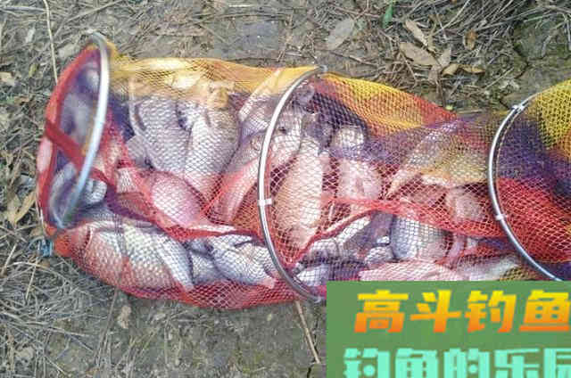 秋末初冬时期，用蓝鲫饵钓鲫鱼，添加这些辅料