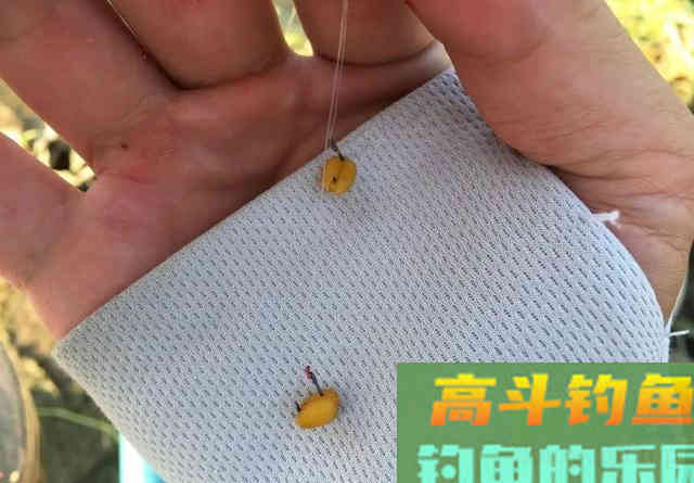 避小鱼钓大鱼，手窝两用的粮食饵，麦粒的制作和应用