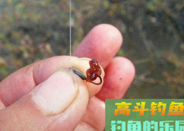 冬季野钓大鲫鱼时，需要记住的一些用饵方法