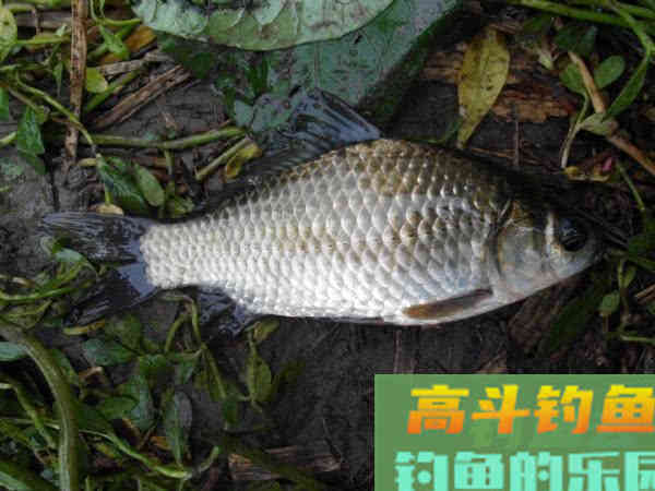 冷天钓鱼别只单挂蚯蚓红虫，多一个小步骤事半功倍
