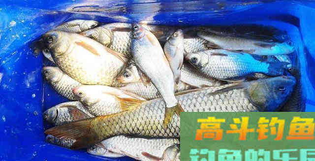 豆芽麦粒加这些做窝料，湖库钓鱼必备