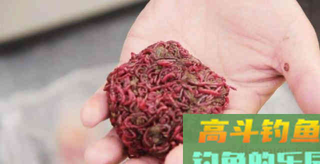 黑坑老板为什么都不让用红虫钓鱼？真正的原因有3点