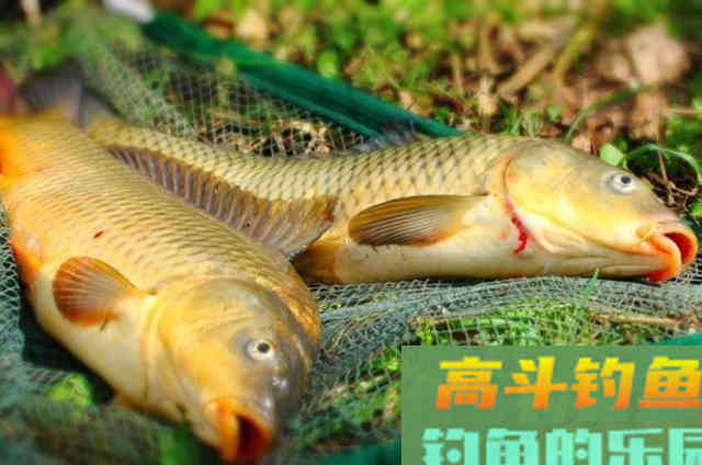 红薯饵的用法，让鲫鲤鱼上个不停