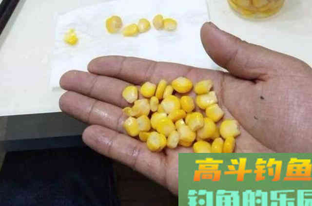 这饵用来对付草鱼鲤鱼，那叫一个狠