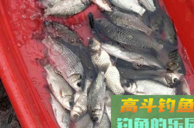 天气变冷野钓大鲫鱼，实用的3种钓鱼小药