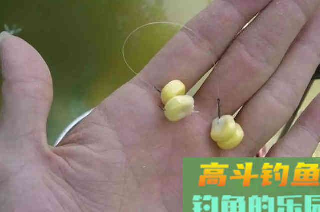 玉米钓鱼只需谨记三个关键，大鲤鱼手到擒来