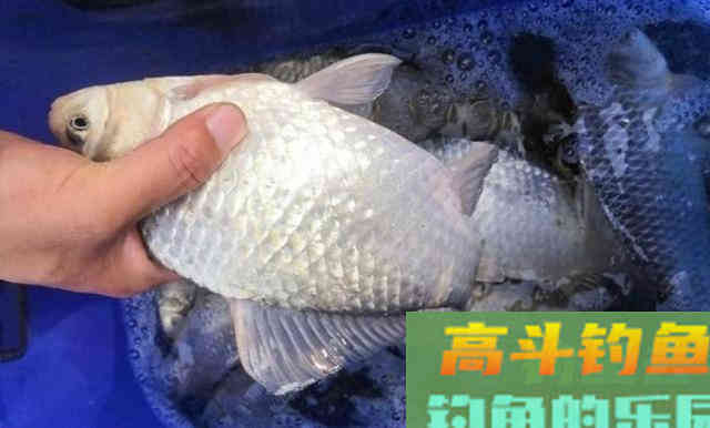 冬钓斤鲫，自制饵窝料详细教学