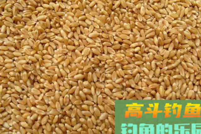 商品饵料不好用？几款专鲫鱼饵料，随意选择也爆护