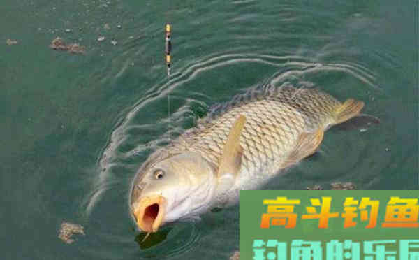 三款自制饵料，自然水域专钓大鲤鱼