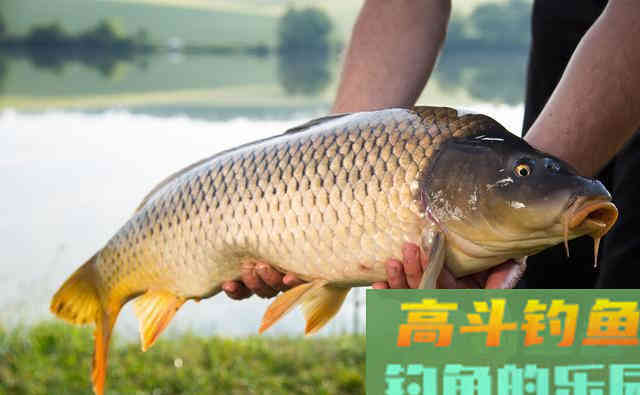 每到钓鲤鱼草鱼季节，我都用这款自制玉米粒饵料