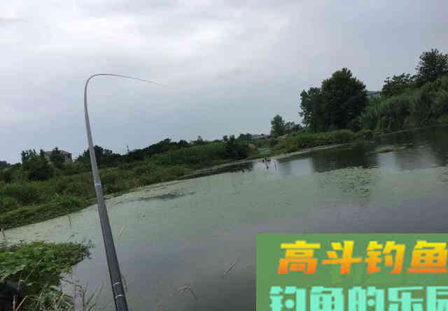 钓鲤鱼别总是用玉米，试试这种饵，廉价又有效
