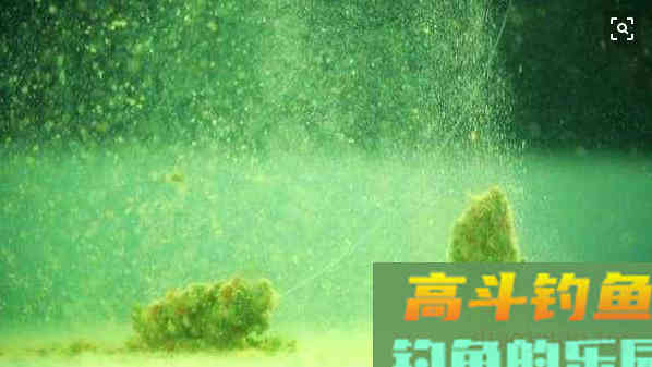 何为王道，饵料味型为主还是状态为佳？是否能双赢