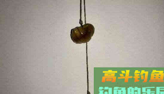 本来是食材，但是用来钓鱼，效果丝毫不差于蚯蚓和红虫