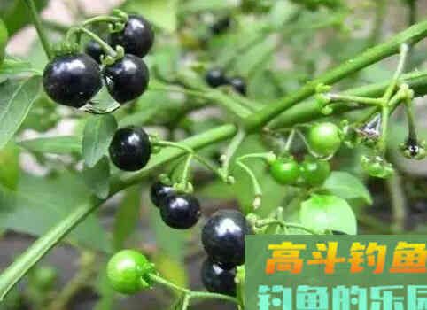 神奇的鱼饵-野果篇
