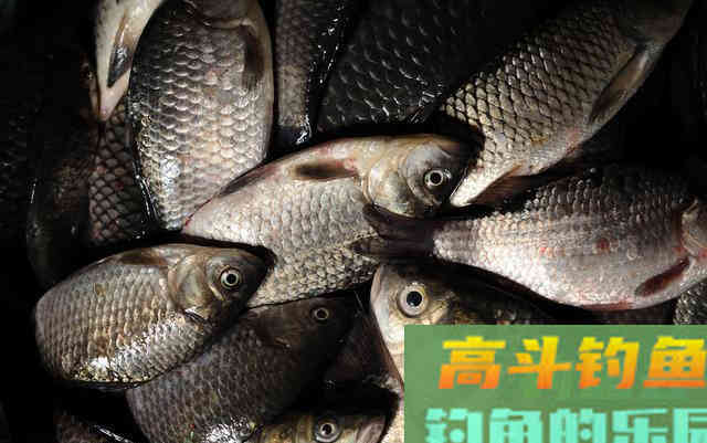 关于拉丝粉开拉饵的运用技巧知识