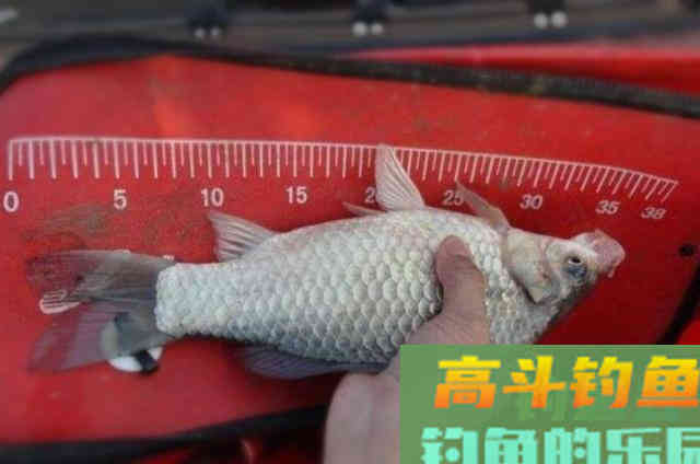 酒米钓鱼的4种最新用法，用过不是高手就是内行