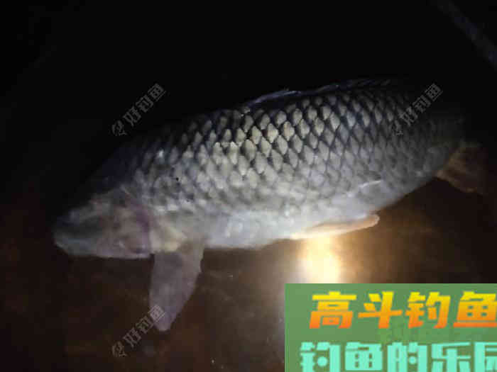 用野战蓝鲫，来搭配钓鲤鱼的饵料，亲测效果还不错