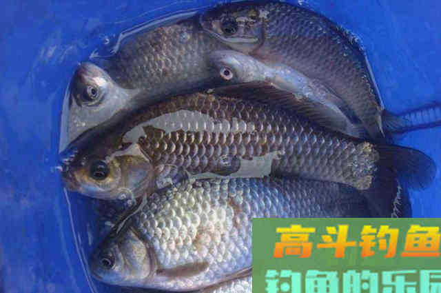 啤酒加这些做窝料，窝料入水鱼星不断，初冬钓鱼必备