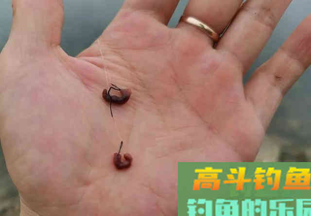野钓你喜欢用蚯蚓吗？这些关于蚯蚓的小常识知多少