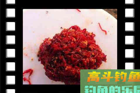 冬季鲫鱼必杀神饵红虫