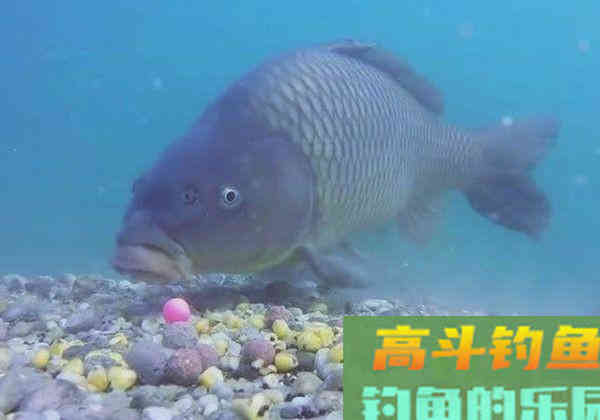 鲜玉米和老玉米，发酵的和泡制的，用起来有什么区别么