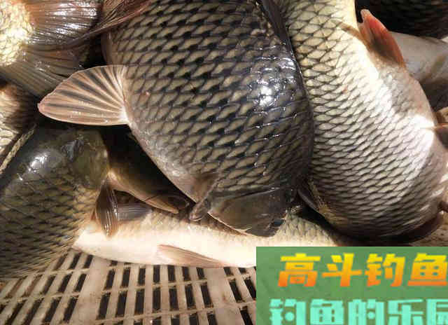 谈饵料传播路径，优化诱鱼路线，总会比别人钓得更多