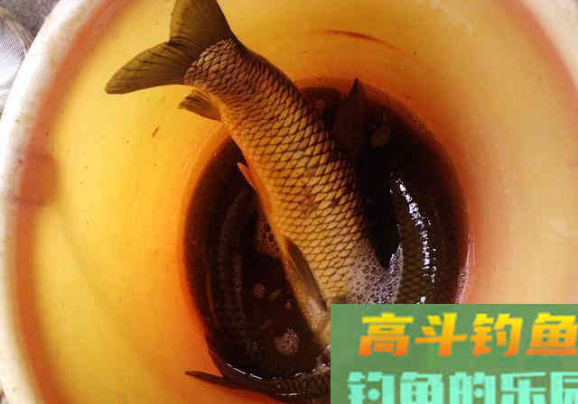 每年三月份，我都用这款自制饵料钓鲤鱼