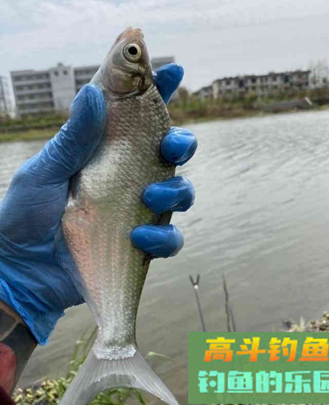 自制颗粒饵料，野钓翘嘴鱼和鲫鱼，钓获3条武昌鱼