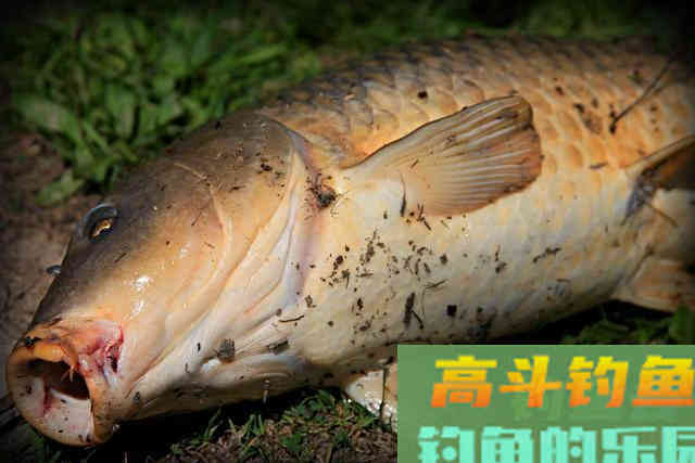 搓饵为什么钓不到鱼？搓饵没问题，有问题是方式