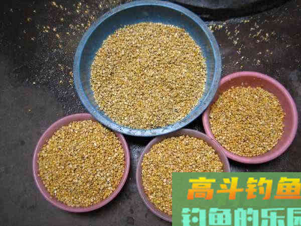 如何制作玉米粒钓饵？如何选点打窝与玉米粒使用技巧