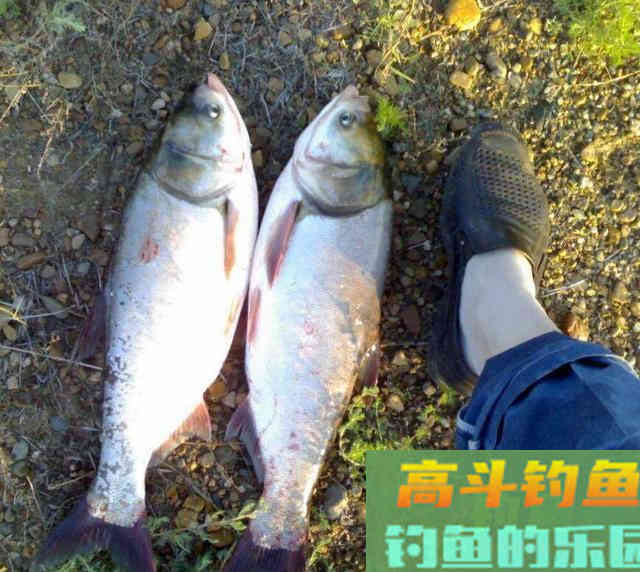 如何自制鲢鳙酸臭饵料？我教你