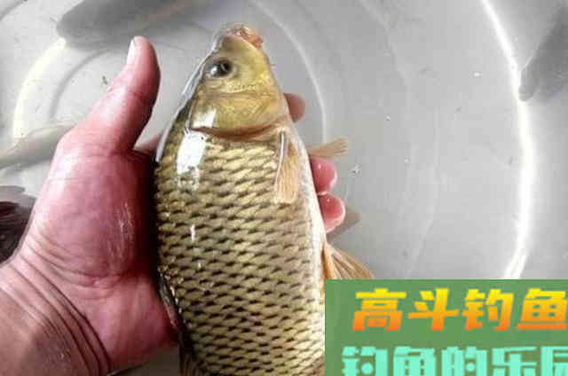 大鲤鱼太狡猾了，被迫才用这特效饵
