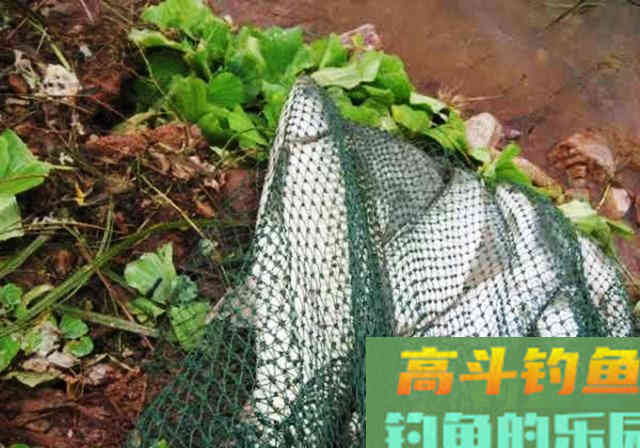 都是自制玉米粒，别人上大鱼你却空竿，从这些方面入手