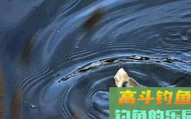 打窝后鱼口不错，但是不能连竿，这是什么原因呢