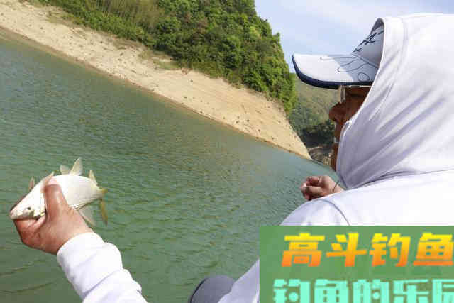 秋季用虾粉钓大板鲫，效果很突出