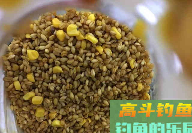 避小鱼钓大鱼，手窝两用的粮食饵，麦粒的制作和应用