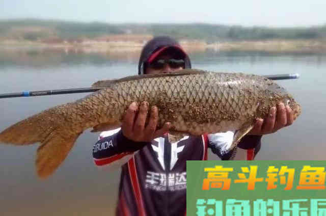 在生活当中，可以供钓鱼人使用的六种特效鲤鱼饵
